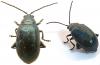 Altica sp.